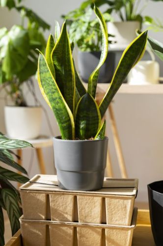 Snake Plant, Color : Green