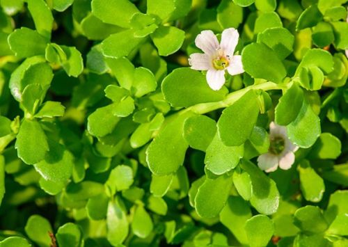Brown Extract Fresh Bacopa Monnieri, For Concentration, Increasing Memory, Feature : Natural