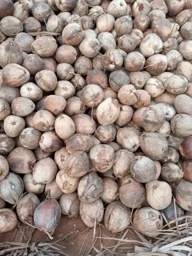 Brown Coconut Seed, Size : Multisizes