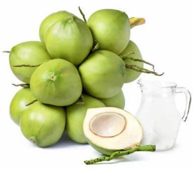 Green Tender Coconut, For Pooja, Packaging Type : Jute Bags