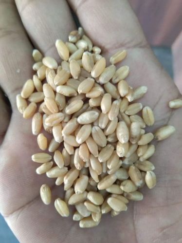 Wheat Seeds, For Roti