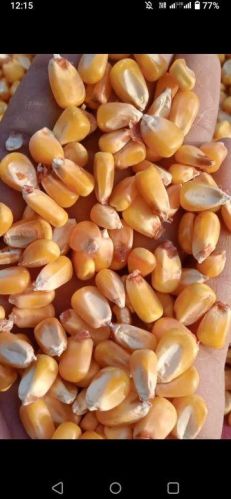 Yellow Maize Seeds, For Making Popcorn, Certification : Iso Certified