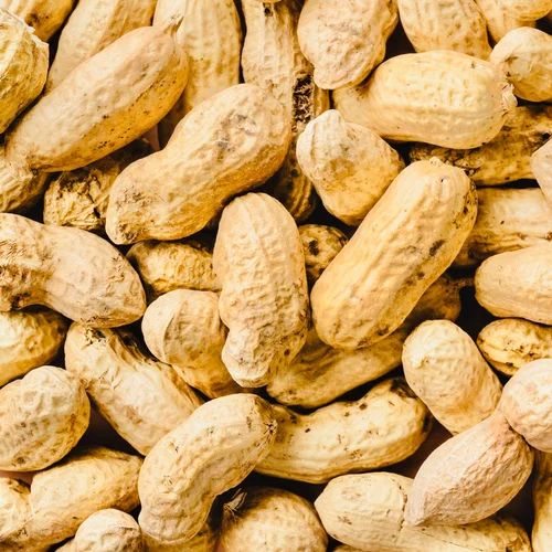 Shelled Natural Raw Groundnuts Pods, For Making Oil, Making Snacks, Packaging Type : Bag