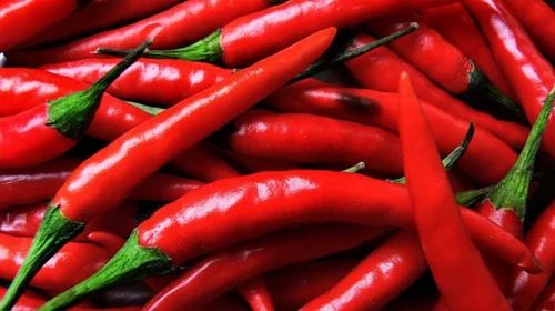 Fresh Red Chilli, For Cooking, Packaging Type : PP Bag