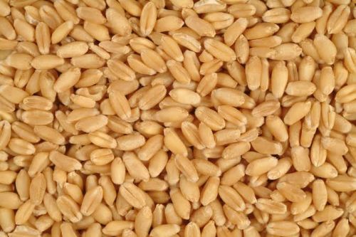 Yellow Solid Grains Wheat, For Food, Shelf Life : More Than 5 Years