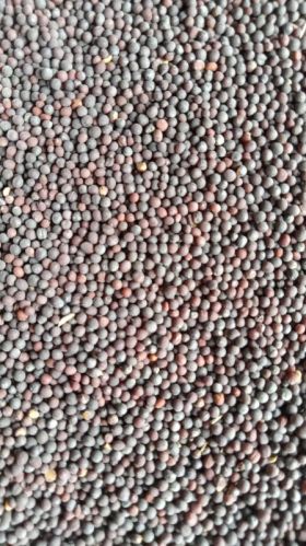 Natural Black Mustard Seeds, Packaging Type : Plastic Packet