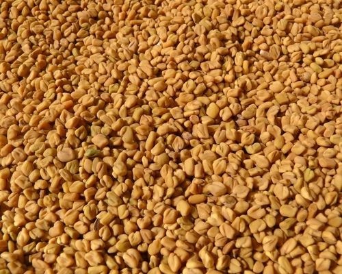 Fenugreek Seeds, Color : Yellow, Packaging Type : Plastic Bag