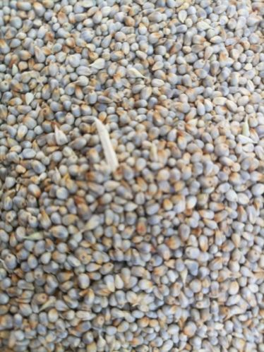 Millet For Cooking, Cattle Feed