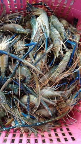 Golda Prawn, Style : Fresh