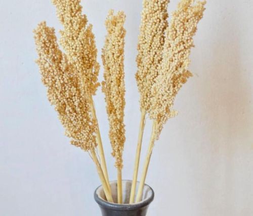 Dried Natural Sorghum Flower Sheaves, For Decoration, Color : Creamy