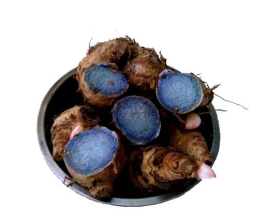 Natural Black Turmeric Fresh Rhizome, Packaging Type : Plastic Bag