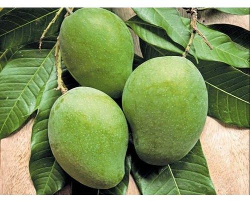 Green Organic Raw Mango, For Making Pickle, Food Processing, Packaging Size : 20 Kg