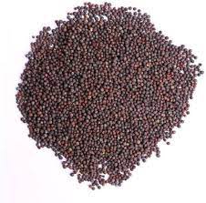 Mustard Seeds, Packaging Size : 50 Kgs