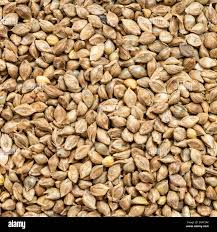 Natural Sava Seeds, Color : Light Brown