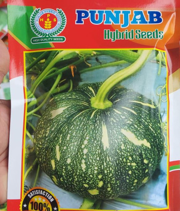 Natural Pumpkin Seeds, Packaging Type : PP Bags