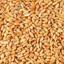 Wheat Seeds, For Human Consumption, Certification : FSSAI