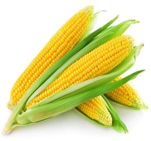 Common Yellow Corn, For Cooking, Style : Fresh