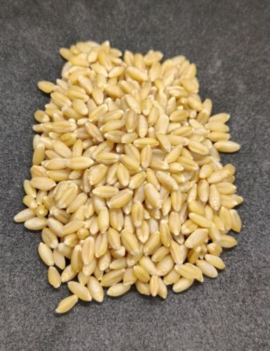 Organic Wheat Grain, Packaging Type : Plastic Bag