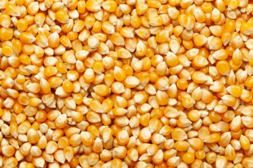 Nirmala Solid Yellow Corn Maize, Size : 28