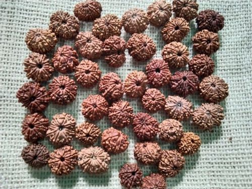 Rudraksha Standard, Variety : All Mukhi, Gender : Female, Male