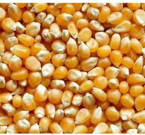 Natural Yellow Maize Seeds, For Making Popcorn, Human Food, Cattle Feed, Packaging Type : Jute Bags