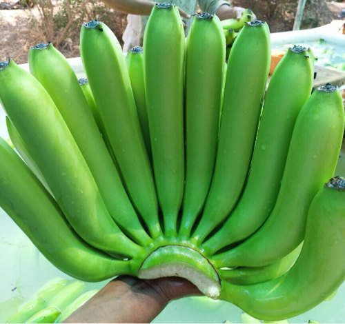 Organic Cavendish Banana, For Human Consumption, Shelf Life : 3 To 5 Days