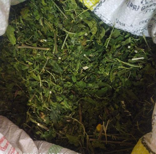 Mulberry Leaves, Color : GREEN