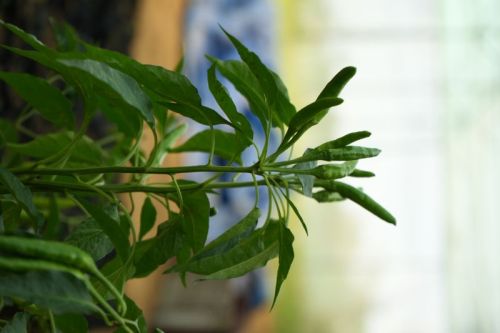 Green Non Imported Bird Eye Chilli, For Food, Quality Available : A Grade