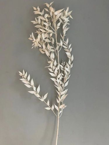 Natural Freeze Dried Ruscus, For Decoration, Gifting, Packaging Type : Plastic Packet