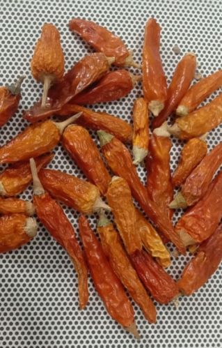 Red Unpolished Orange Chilli