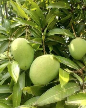 Organic Banganapalli Mango, For Juice Making, Food Processing, Direct Consumption, Taste : Sweet