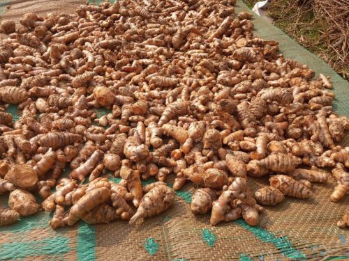 Lakadong Raw Turmeric Finger Rhizhomes, Packaging Type : Gunny Bags