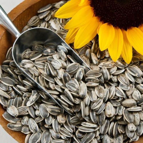 Black 250g Sunflower Seeds, Packaging Type : Loose