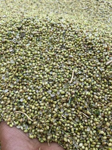 Coriander Seeds, Certification : Import Certifications