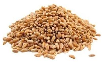 Creamy Organic Wheat Grains, For Cooking, Packaging Type : Plastic Bag