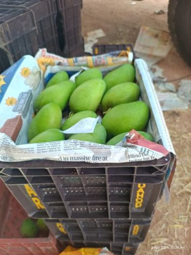 Organic Kesar Mango, For Juice Making, Food Processing, Direct Consumption, Variety : Raw