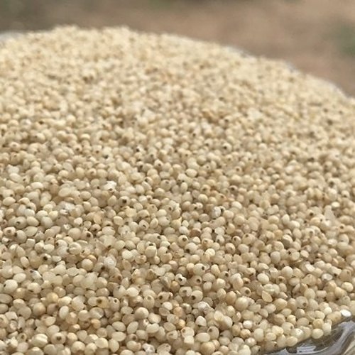 Seeds Barnyard Millet, For Cooking, Shelf Life : 6 Months