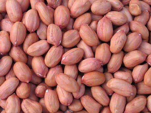 Groundnut Seed, For Agriculture