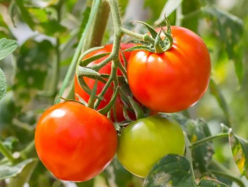 Fresh Tomato, For Cooking, Making Salad, Shelf Life : 10-12 Days