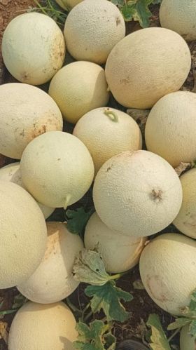 Natural Organic Muskmelon, For Human Consumption