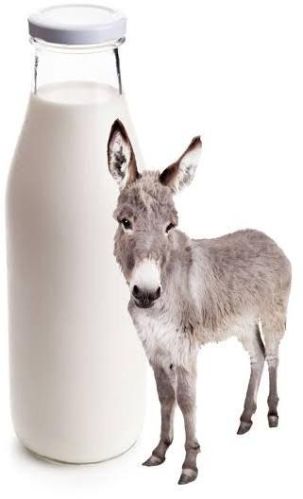 White Liquid Fresh Donkey Milk, For Medicine Use, Purity : 100%