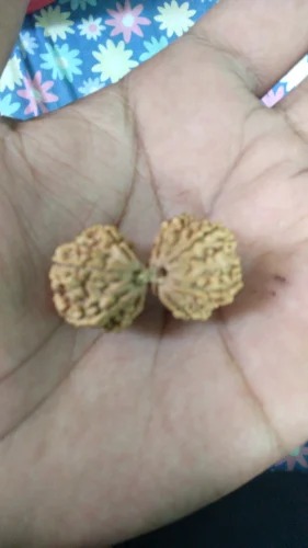 Gauri Shankar Rudraksha Beads, Color : Brown