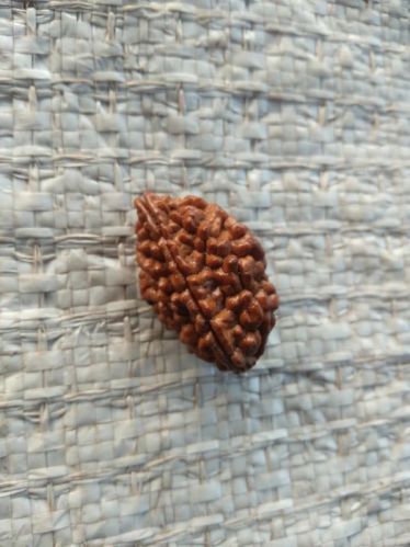 Brown Round Two Mukhi Rudraksha Beads, For Religious, Mala Beading, Packaging Type : Packet