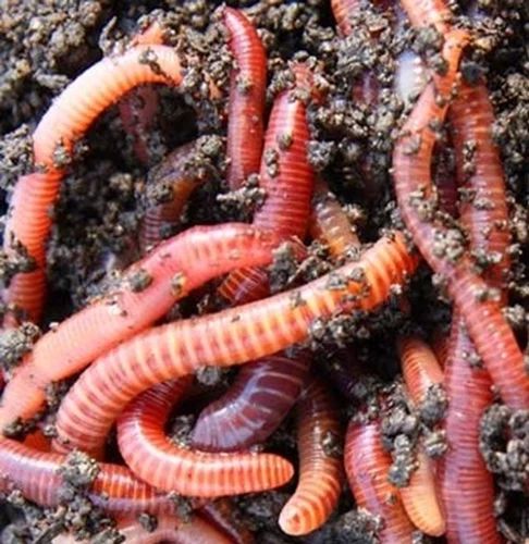 Red Wiggler Tiger Worm Live Earthworm, For Agricultural, Packaging Type : Loose