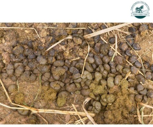 Donkey Dung, For Agriculture, Packaging Type : PP Bag