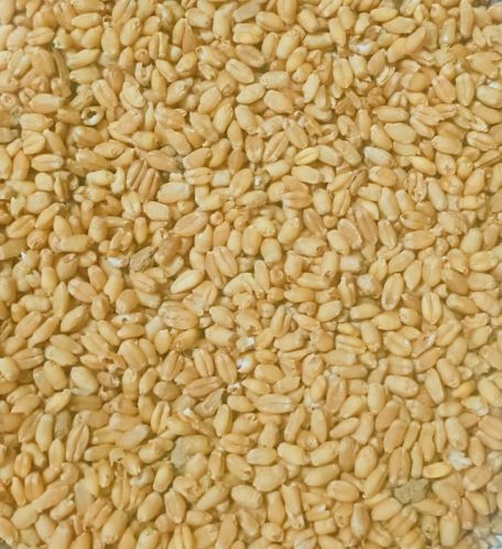 Organic Wheat, Color : Creamy, Packaging Size : 50-100kg