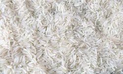 Unpolished Organic Soft Sharbati Steam Basmati Rice, For Cooking, Shelf Life : 12 Months