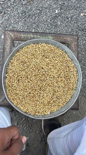 Egale Coriander Seeds, Shelf Life : 6 Month