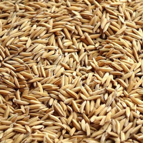 Paddy Seeds For Agriculture