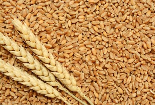 Organic Wheat Grains For Making Bread, Cooking